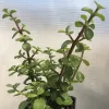 A Portulacaria afra plant with green, oval, glossy leaves and multiple branching stems, set against a light textured background