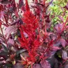 Orn-Celosia-Forest-Fire-MG-Nella-Henninger