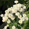Orn-Feverfew-Virgo-White-MG-Nella-Henninger