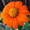 Orn-Torch-Tithonia-MG-Karen-Schaffer