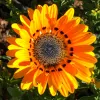 Orn-Venidium-Orange-Cape-Daisy-MG-Karen-Schaffer