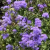 A close-up view of dense clusters of purple Ageratum flowers surrounded by green leaves.