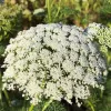 Close-up of a cluster of small, white flowers (Bishops Flower) arranged in a symmetrical pattern against green foliage.