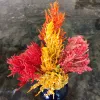 A colorful floral arrangement of celosia and pampas plume in a dark blue vase, featuring bright red, orange, and yellow stems against a reflective dark background.