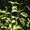 Cluster of Kiss-Me-Over-the-Garden-Gate plants with broad green leaves and pink flowers against a dark background.