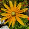 Close-up of a bright yellow Rudbeckia flower with long petals and a green center, set against a blurred backdrop of greenery and other flowers.