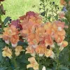 A cluster of peach and pink snapdragon flowers with green foliage in a garden setting.