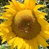 A close-up of a bright yellow sunflower with a textured brown center and several bees on it.