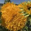 A close-up of fluffy, golden-yellow Teddy Bear sunflowers surrounded by green leaves against a blue sky.