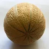 Cantaloupe