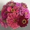 Orn-Zinnia-Berry-Basket-MG-Diane-Johnson