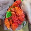 Pepper-Bhut-Jolokia-MG-Jim-Maley