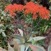 Aloe-striata-MG-Allen-Buchinski
