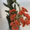Crassula-falcata-MG-Judy-Hecht