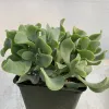 Close-up of a Crassula arborescens undulatifolia plant in a black pot, showcasing thick, wavy green leaves.
