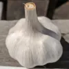 A single white garlic bulb with a smooth, textured surface sits on a wooden background.