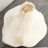 A single Early Italian garlic bulb sits on a rustic wooden surface, showcasing its pale beige color and textured layers.