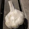 A bulb of garlic with a smooth, white surface resting on a wooden table, showcasing its ridged texture.
