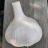 A white garlic bulb with light purple accents resting on a weathered wooden surface.