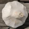 Top view of a round, pale garlic bulb with textured skin, resting on a wooden surface.