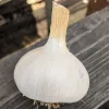 A round, pale white garlic bulb with a slender neck, resting on a wooden surface, showcasing subtle veins and natural imperfections.