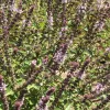 Blooming African Blue Basil with purple and white flowers on tall stems, set against green foliage.