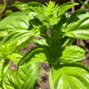Close-up of a thriving Italian large leaf basil plant, featuring glossy green leaves and small budding flowers.