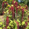 A lush cluster of magenta flower spikes of Love Lies Bleeding (Amaranthus caudatus) surrounded by large green leaves in a garden setting.