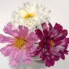 Three flowers in a white vase: a large white flower at the top, a soft pink flower on the left, and a deep magenta flower on the right.