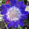 Close-up of a blue Scabiosa flower with serrated petals and a central disc of green and pale purple buds.