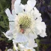 Close-up of a white Ornamental Scabiosa flower with a bee on it, surrounded by green foliage.
