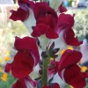 Close-up of a red Snapdragon flower with smooth petals and a green stalk, surrounded by hints of orange flowers and green foliage in the background.