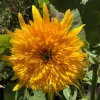 A bright, fluffy gold-yellow sunflower in full bloom surrounded by green leaves.