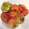 A close-up image of a colorful arrangement of six zinnias in shades of green, orange, and pink against a plain off-white background.