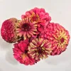 A cluster of vibrant pink and red zinnia flowers with smooth petals against a white background.