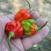 A hand holding three colorful chili peppers: two red and one green-orange.
