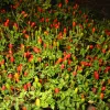 A dense cluster of pepper chiltepin plants featuring red and green fruits amid lush green leaves.