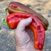 A hand holding two peppers: one bright red and smooth, the other a dark greenish-brown, against a blurred outdoor background.