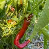 Red chili pepper hanging from a green plant surrounded by lush leaves.