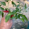 A hand holds a sprig of a pepper plant with green leaves and two red peppers against a blurred outdoor background.
