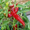 A cluster of red chili peppers growing on a green plant in a pot, with some unripe green peppers visible.