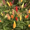 A pepper plant with clusters of colorful chili peppers, including purple, red, orange, and yellow, surrounded by dark green leaves.