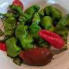 A variety of fresh peppers including green padron peppers, red peppers, and a brown chili in a white bowl.