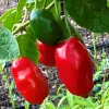 A cluster of three peppers, two red and one green, hanging from a green plant with lush foliage in a garden setting.