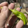 A close-up of a hand holding a shiny, green Shishito pepper with subtle ridges, against a blurred outdoor background.
