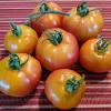 A cluster of eight ripe orange tomatoes on a red-and-white striped tablecloth.