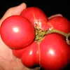 A person’s hand holding a cluster of three ripe Brandywine tomatoes, showcasing their vibrant red color and irregular shapes against a dark background.