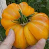 A person holding a large, ripe orange heirloom tomato with deep ridges and a green stem against a blurred garden background.