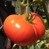 A large, ripe red tomato hangs from a green vine, displaying a shiny surface and slightly irregular shape.