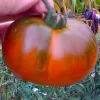 A hand holds a large, ripe tomato that is reddish-orange, with a green stem and leaves at the top, in a garden setting.